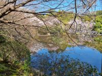 Kyoto - Garten des Ryoanji-Tempels