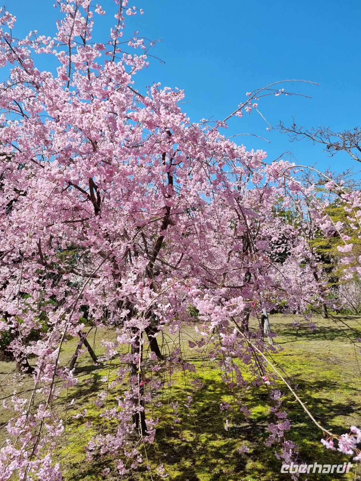 Kyoto - Garten des Heian-Schreins mit Kirschblüte