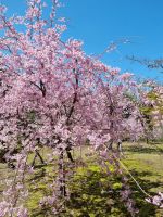 Kyoto - Garten des Heian-Schreins mit Kirschblüte