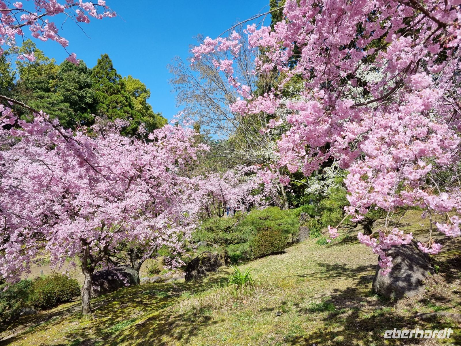 Kyoto - Garten des Heian-Schreins mit Kirschblüte
