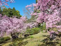 Kyoto - Garten des Heian-Schreins mit Kirschblüte