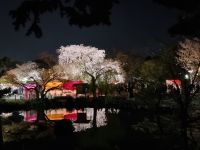 Kyoto - Abendspaziergang durch den Maruyama-Park 