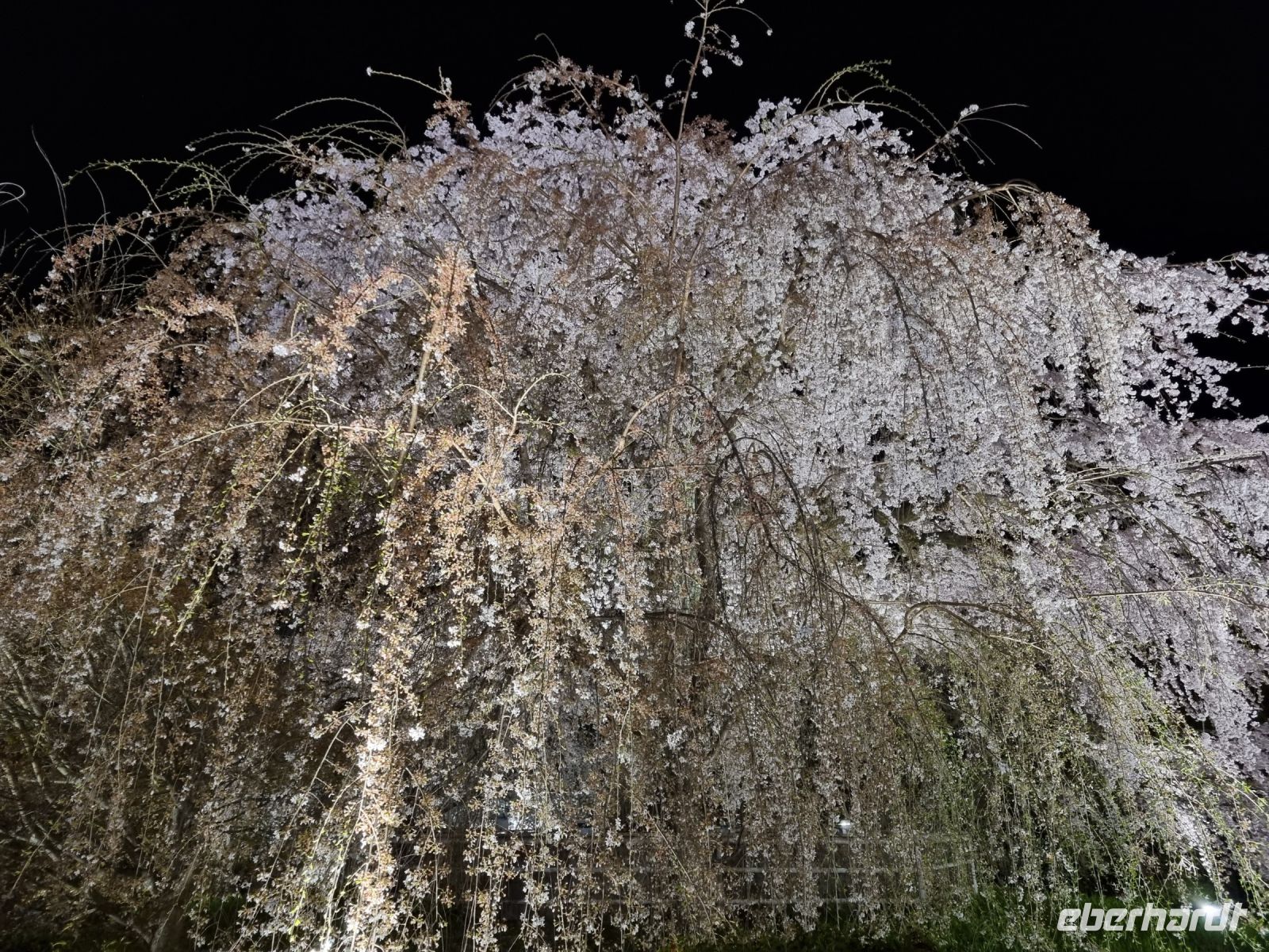 Kyoto - Abendspaziergang durch den Maruyama-Park (Kirschblüte)