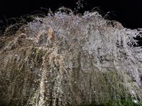 Kyoto - Abendspaziergang durch den Maruyama-Park (Kirschblüte)