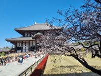 Nara - Todaiji-Tempel