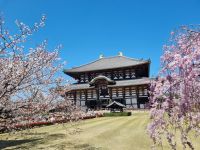 Nara - Todaiji-Tempel