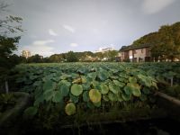 48. Abendspaziergang Ueono