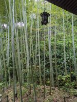 82. Hasedera Tempel Kamakura