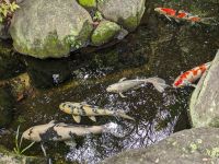 83. Hasedera Tempel Kamakura