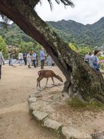 211. Insel Miyajima