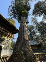 Nikko Nationalpark - Shinto Schrein