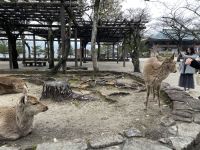 Rundgang auf Miyajima Island 