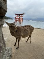 Rundgang auf Miyajima Island 