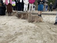 Rundgang auf Miyajima Island 