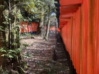 Schreine der 1000 Tore - Fushimi Inari Taisha