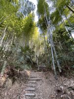 Bambuswald am Fushimi Inari Taisha