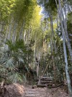 Bambuswald am Fushimi Inari Taisha