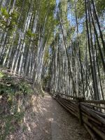 Bambuswald am Fushimi Inari Taisha