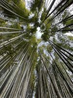 Bambuswald am Fushimi Inari Taisha