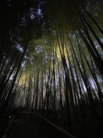 Kyoto - Kodai-ji Zen Temple mit Licht Illumination