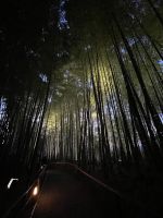Kyoto - Kodai-ji Zen Temple mit Licht Illumination