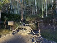 Kyoto - Kodai-ji Zen Temple mit Licht Illumination