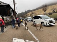 Ausflug nach Nara - Narapark