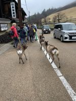 Ausflug nach Nara - Narapark