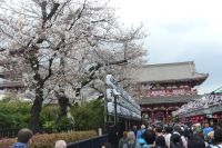 Senso-ji und Kirschblüte