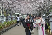 Kamakura, Kirschbaumallee