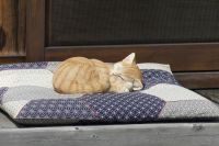 wärmende Frühlingssonne in Shirakawago 