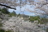 Kirschblüte auf Miyajima