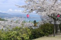 Kirschblüte auf Miyajima