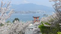 Kirschblüte auf Miyajima