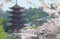 Kirschblüte auf Miyajima