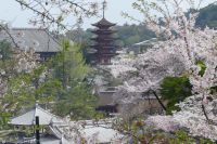 Kirschblüte auf Miyajima