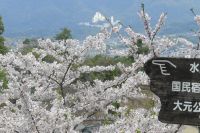 Kirschblüte auf Miyajima