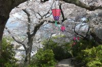 Kirschblüte auf Miyajima