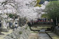 Kirschblüte auf Miyajima