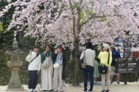 Kirschblüte auf Miyajima