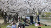 Hiroshima, Kirschblüte