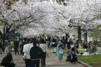 Hiroshima, Kirschblüte