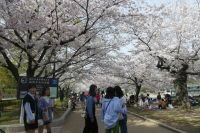 Hiroshima, Kirschblüte