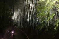 Bambuswald im Kodaiji Zen Tempel