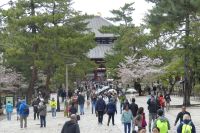 Nara, Weg zum Todaiji-Tempel