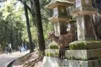 in Nara