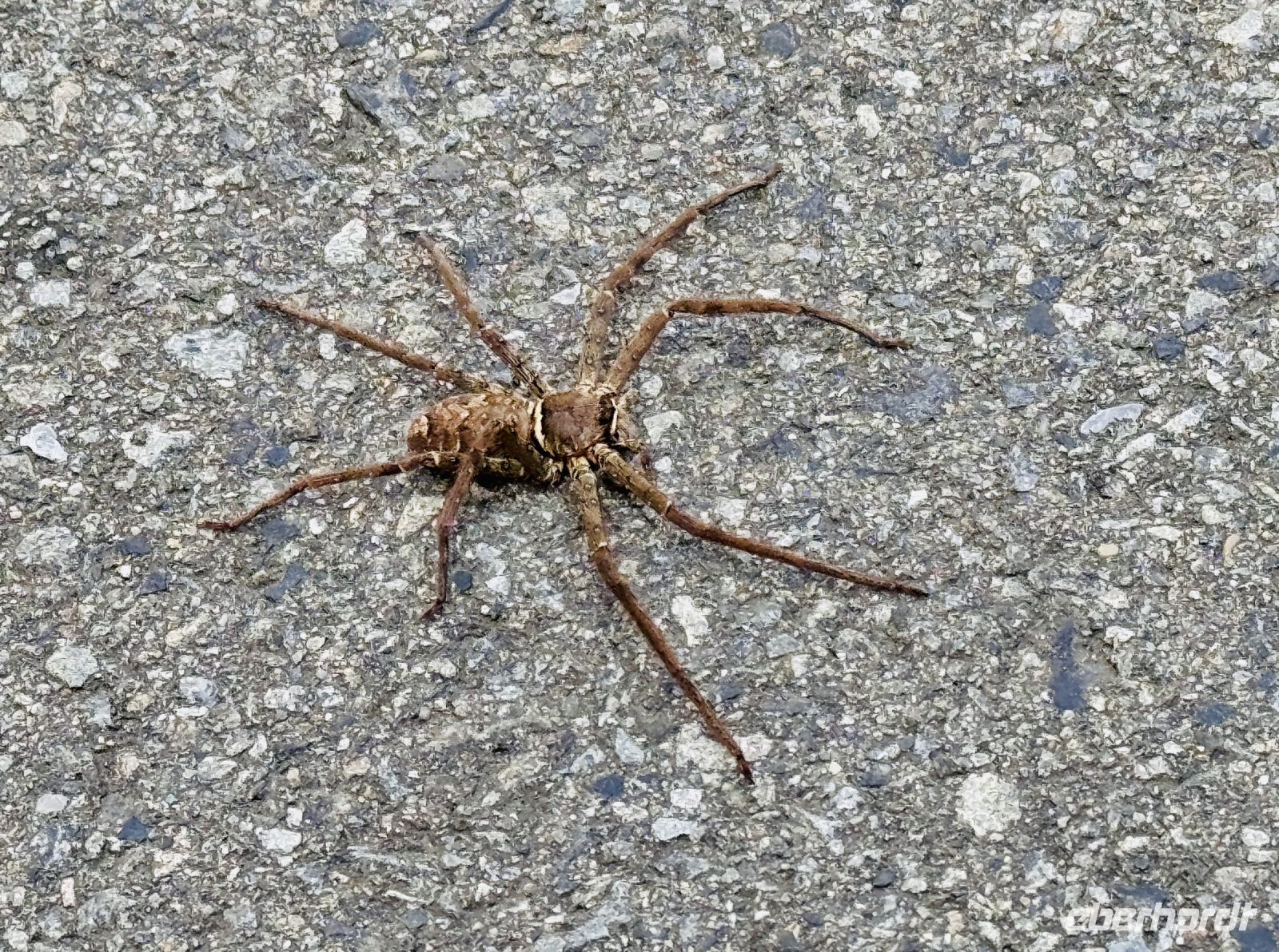 Tag 5 - Warmhausriesenkrabben-Spinne