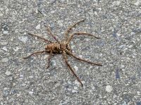 Tag 5 - Warmhausriesenkrabben-Spinne