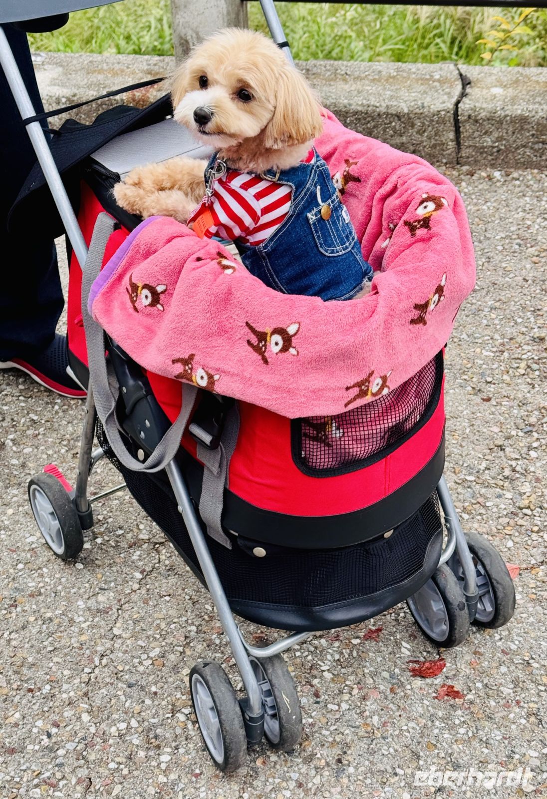 Tag 7 - Kuriositäten 