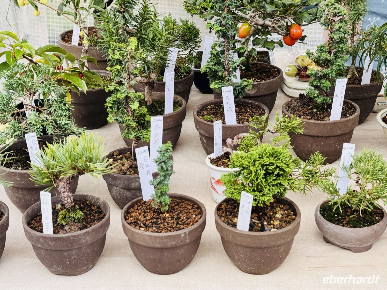 Tag 7 - Bonsai-Bäumchen 